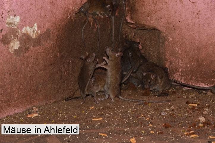 Mäuse in Ahlefeld